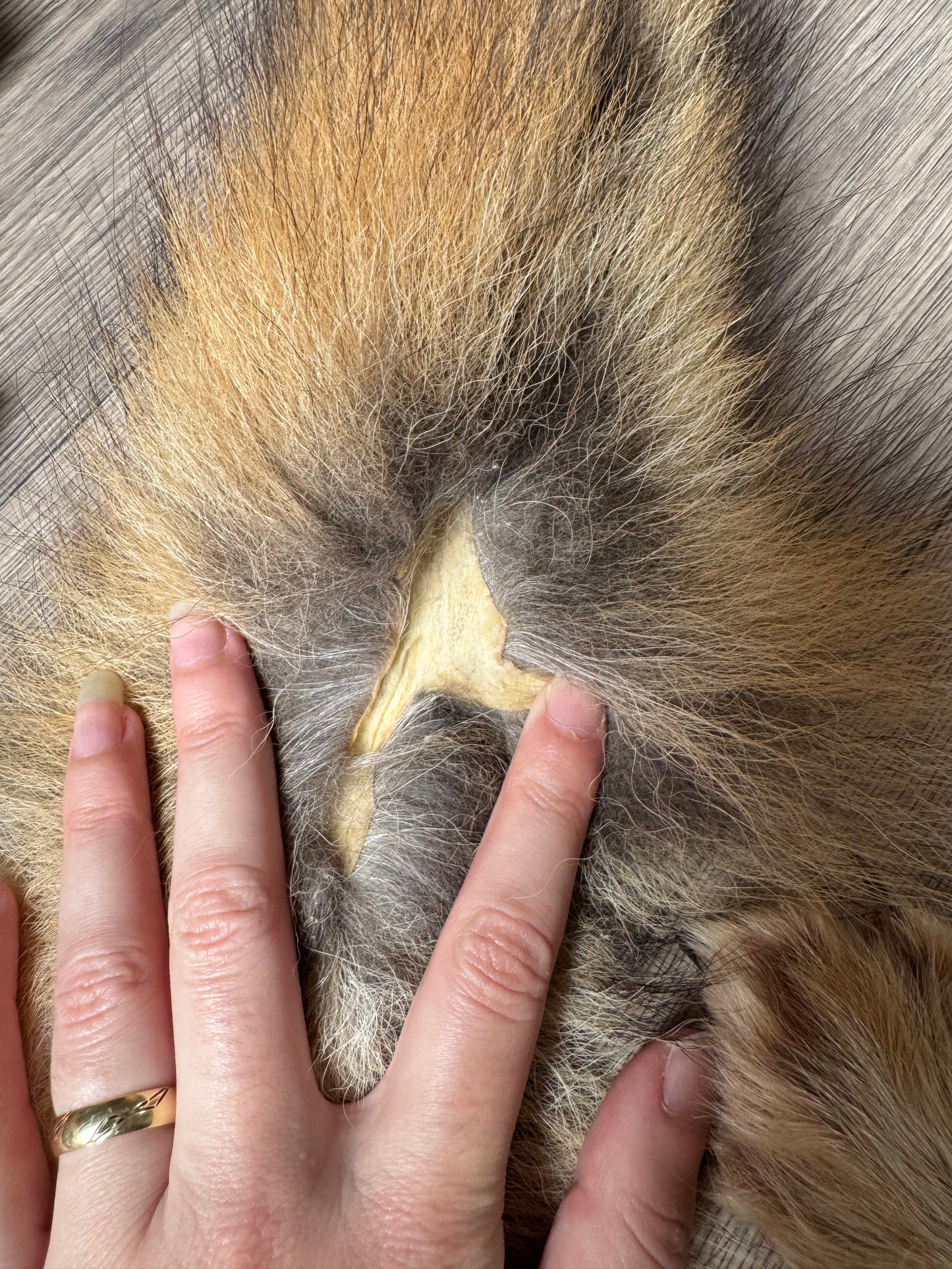 Male coyote mountable pelt (13)