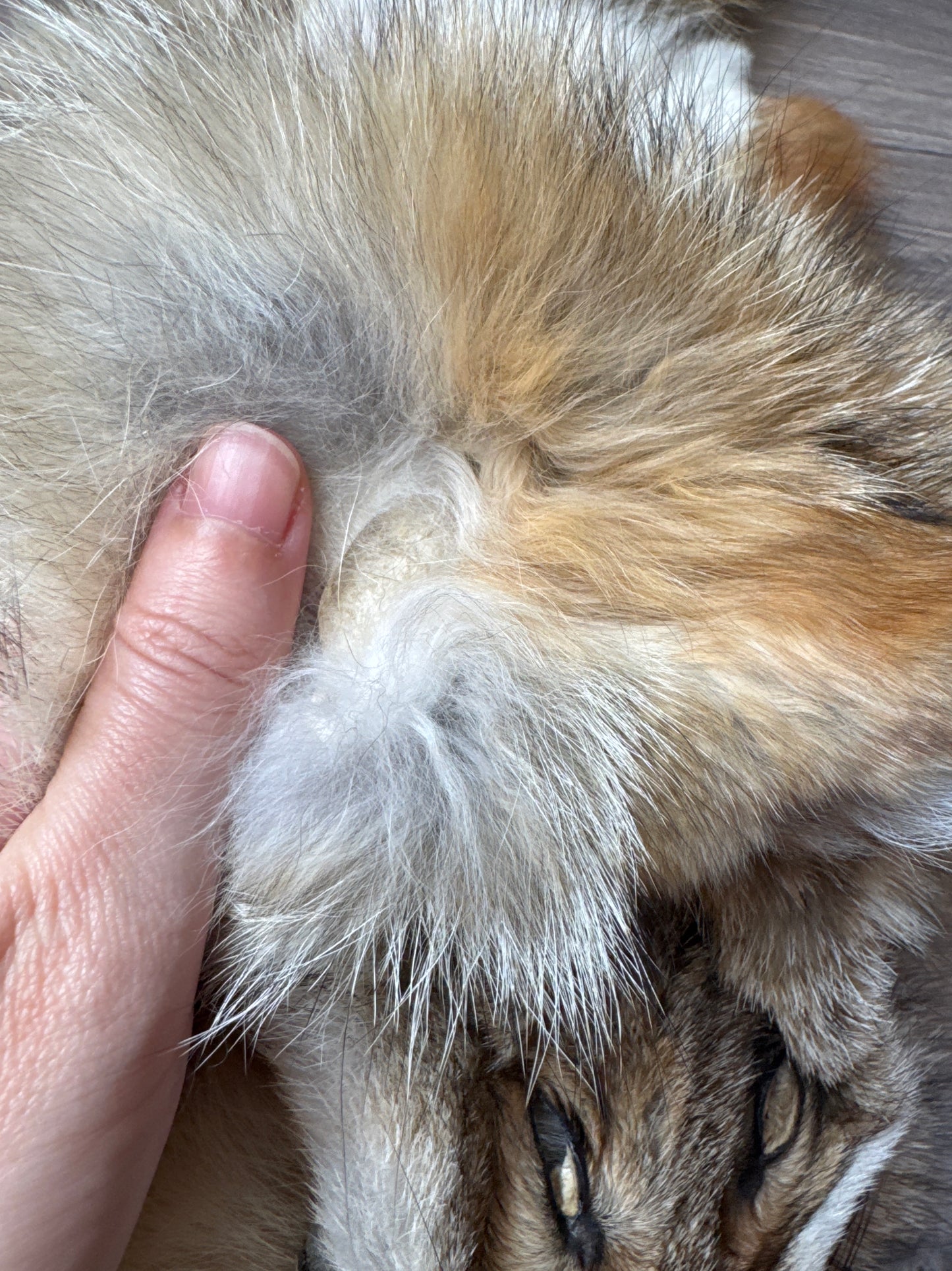 Male coyote mountable pelt (2)