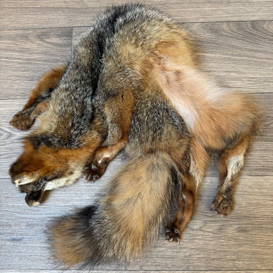 Male grey fox mountable pelt (21)