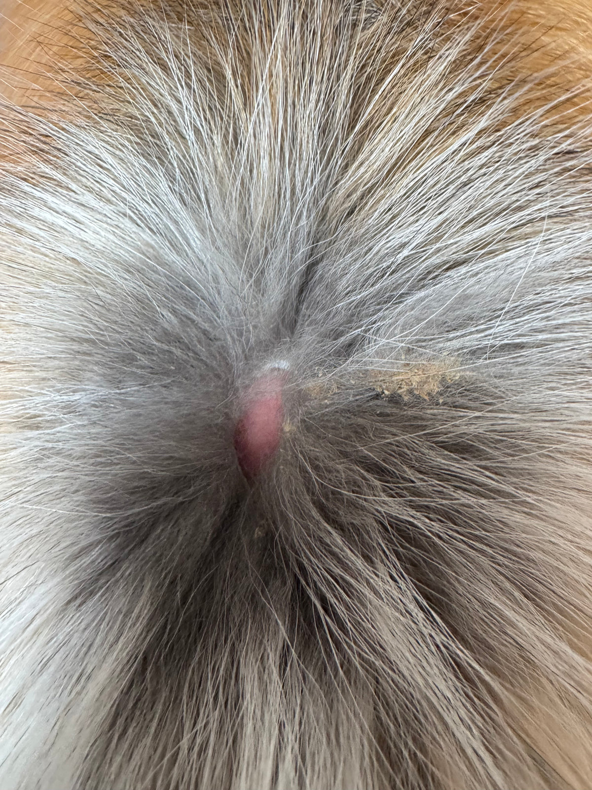 Gold fox pelt (44)