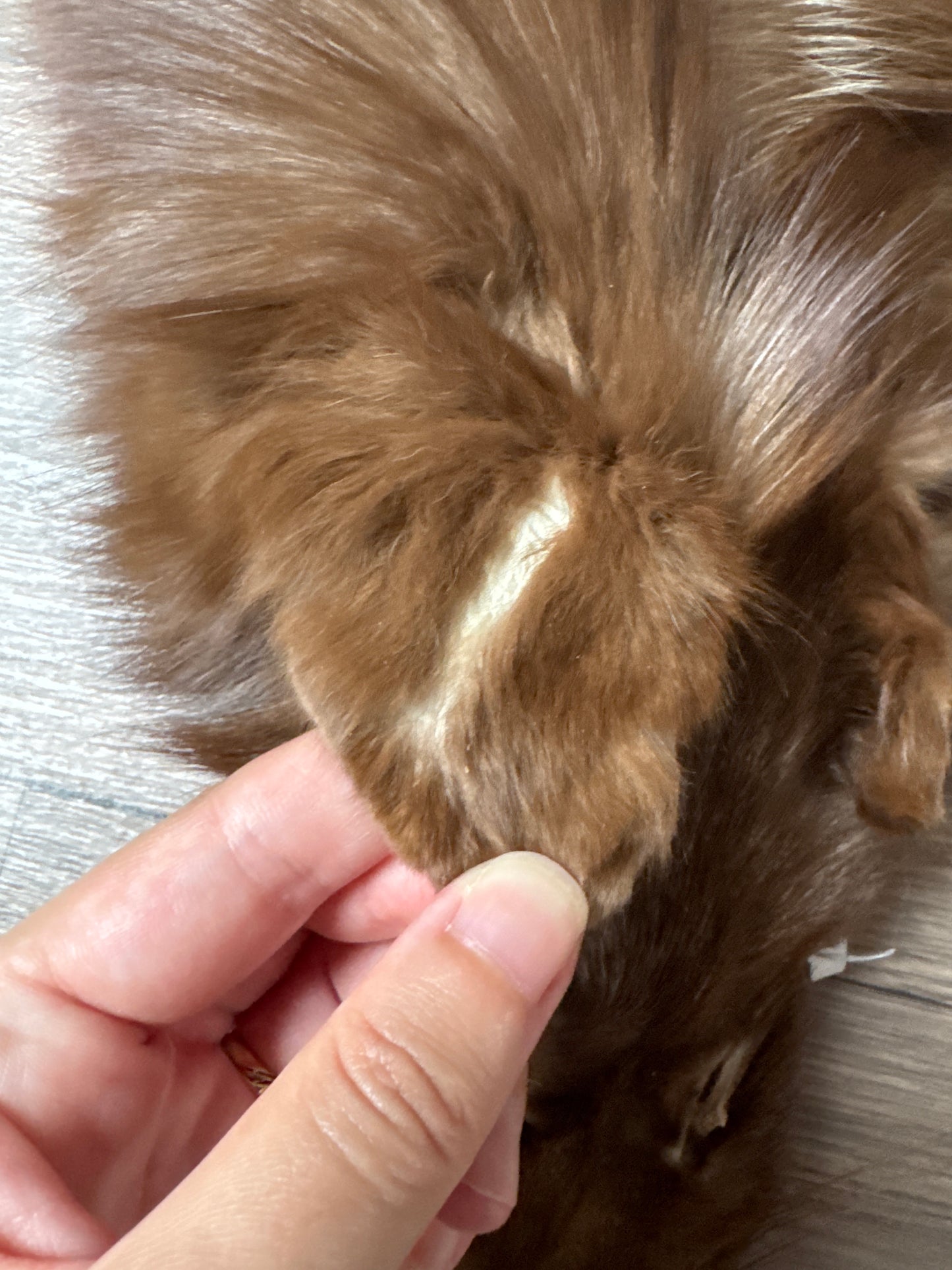 Burgundy fox pelt (14)