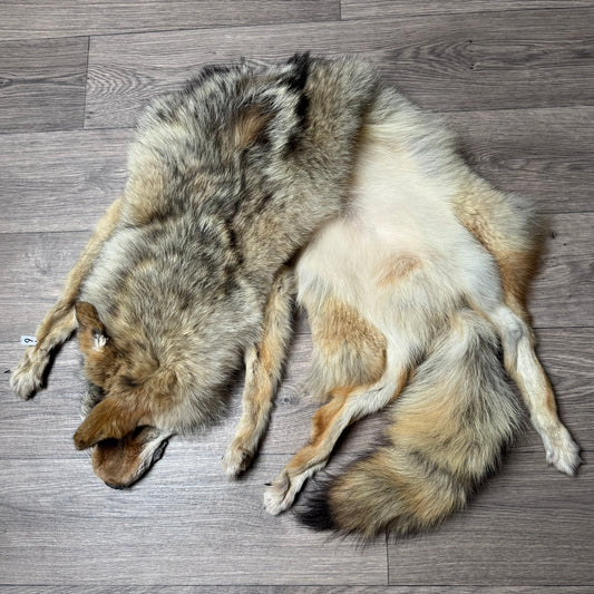 Male coyote mountable pelt (6)