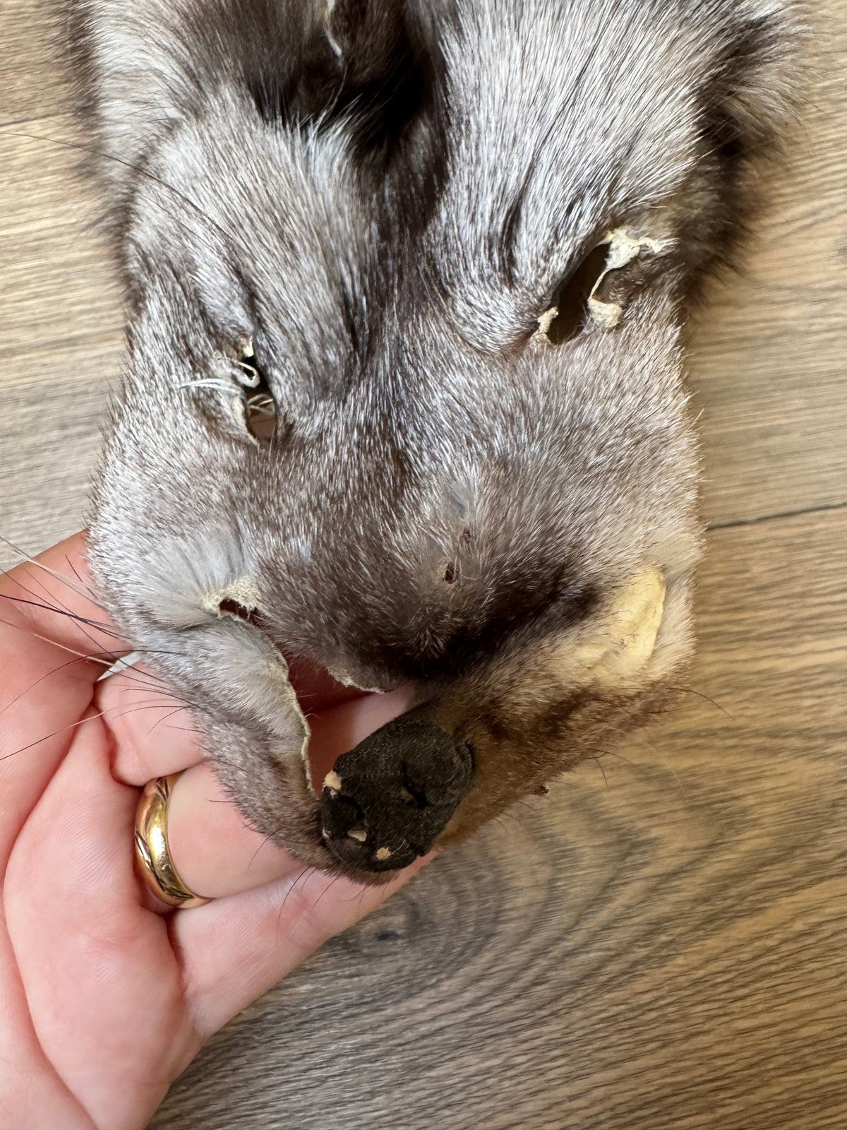 Blue fox pelt (2)