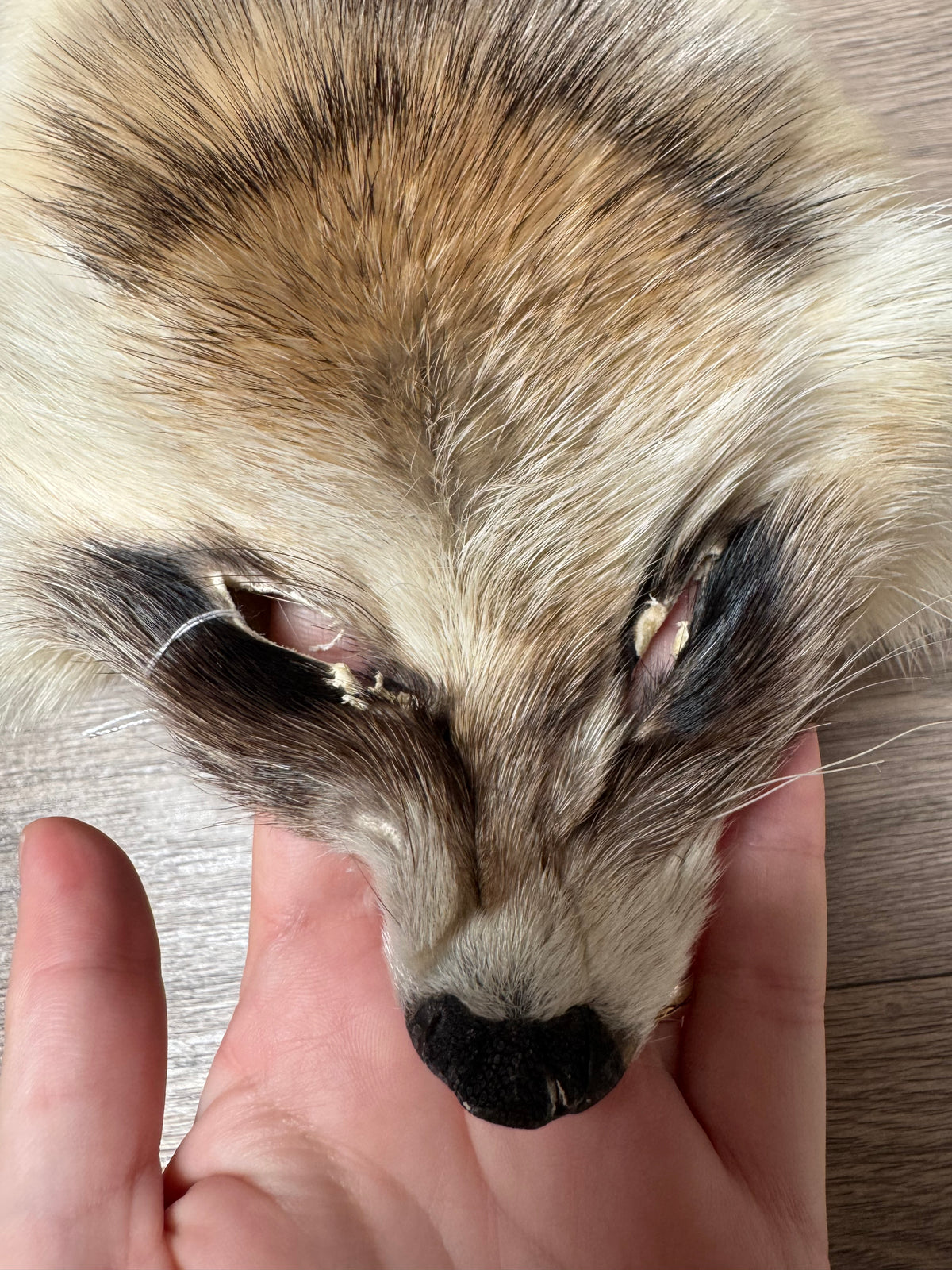 Arctic tanuki pelt (8)