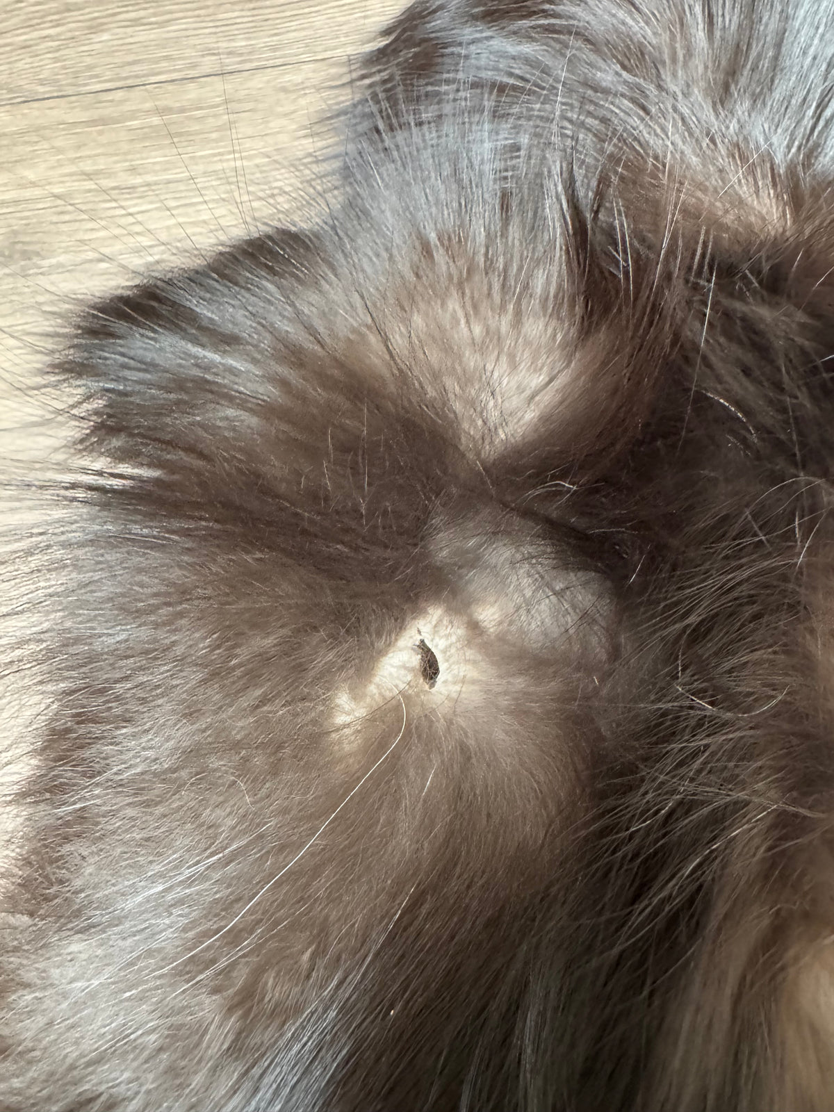 Silver fox pelt (4)
