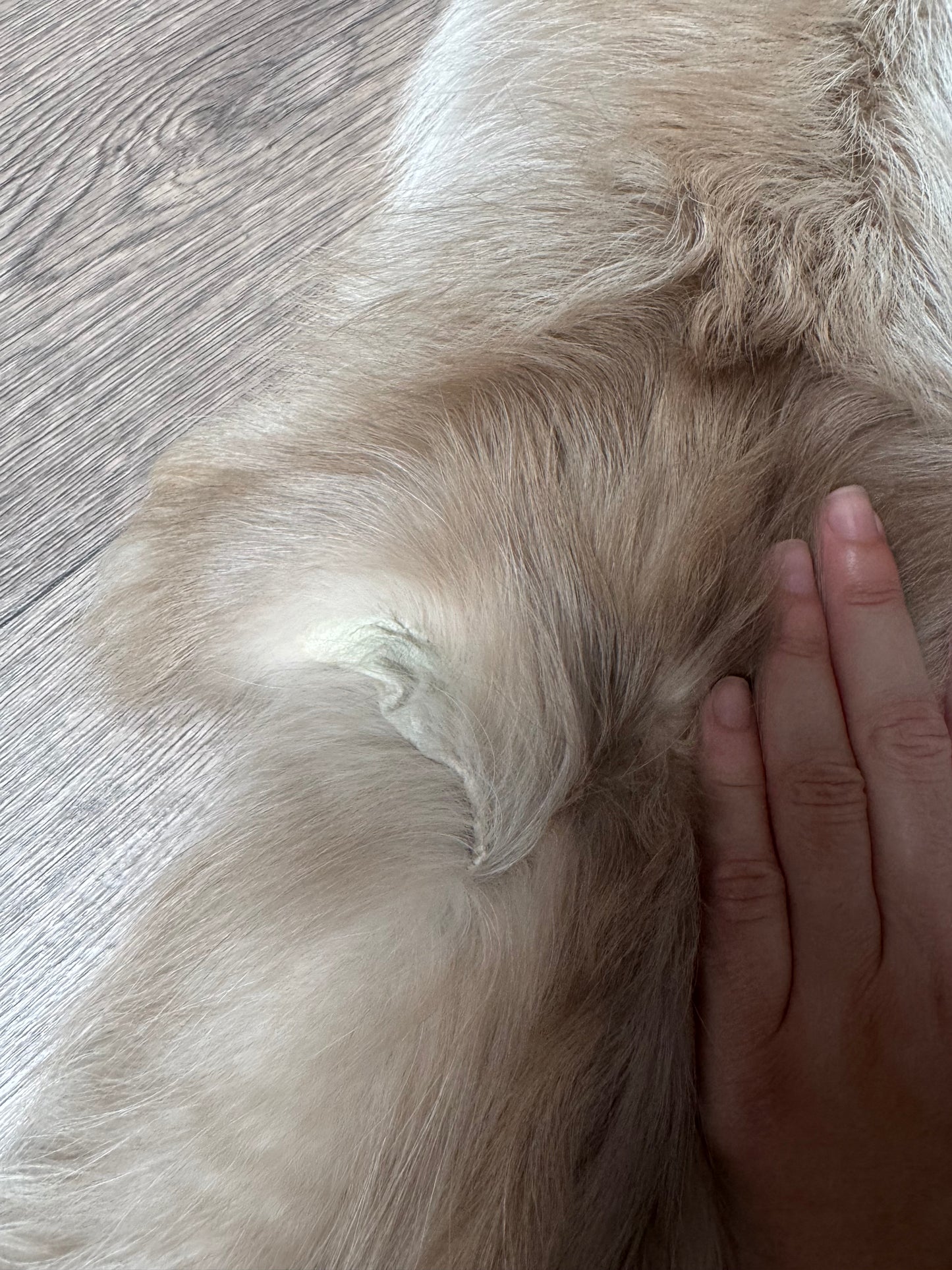 Amber fox pelt (4)
