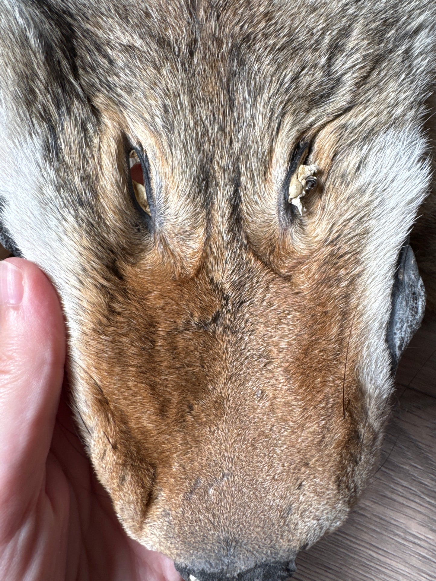 Male coyote mountable pelt (1)
