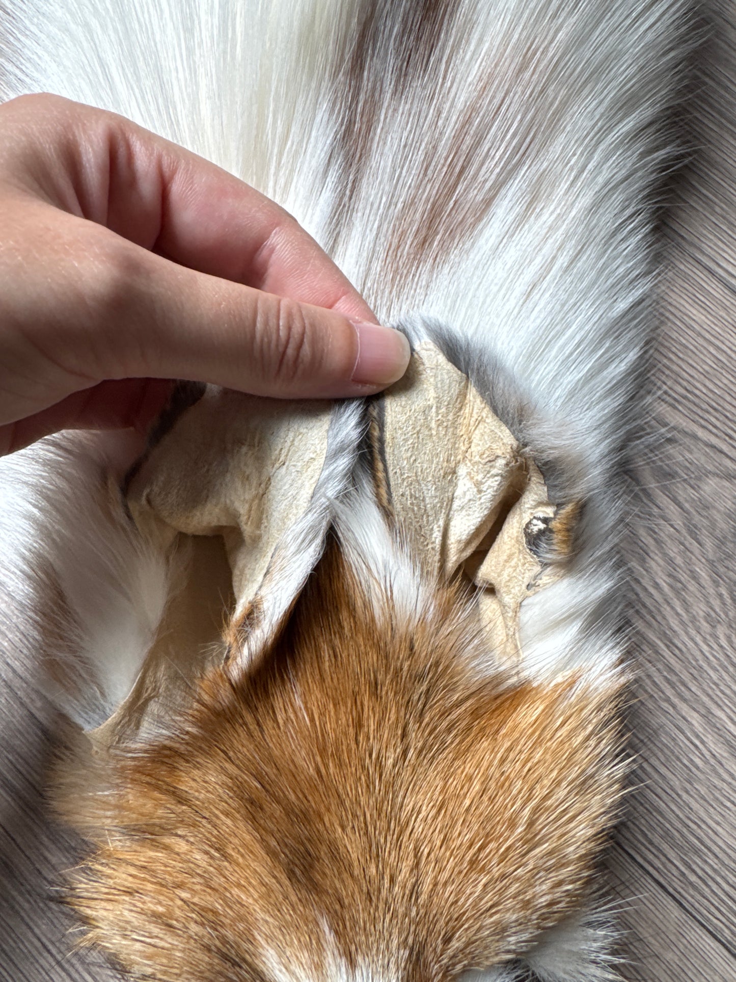 Sun Glow fox pelt (4)