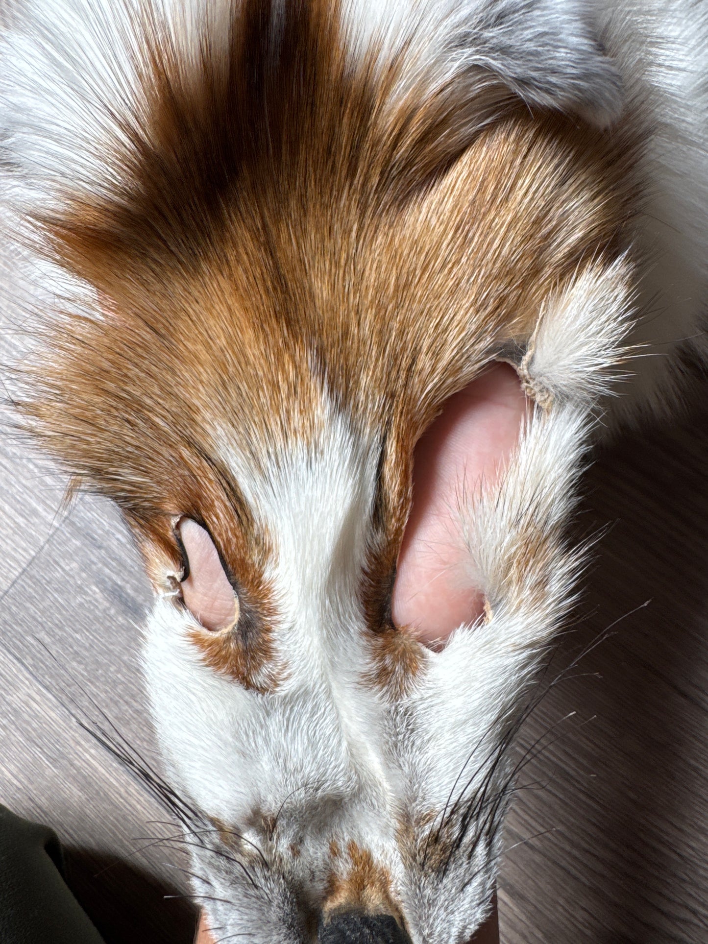 Sun Glow fox pelt (4)