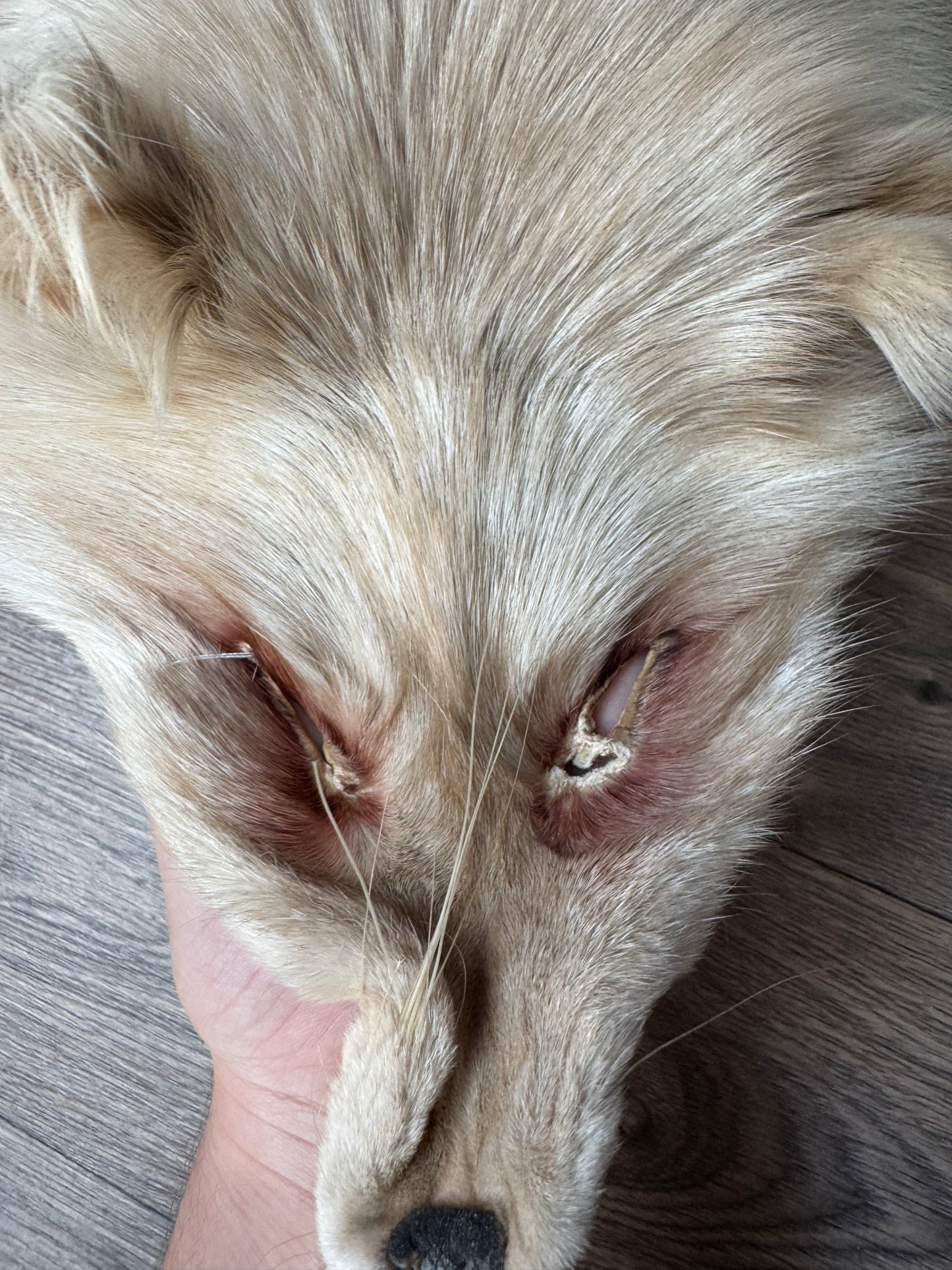 Pastel Palomino fox pelt (1)