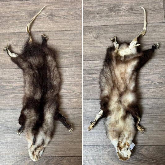 Male opossum mountable pelt (3)
