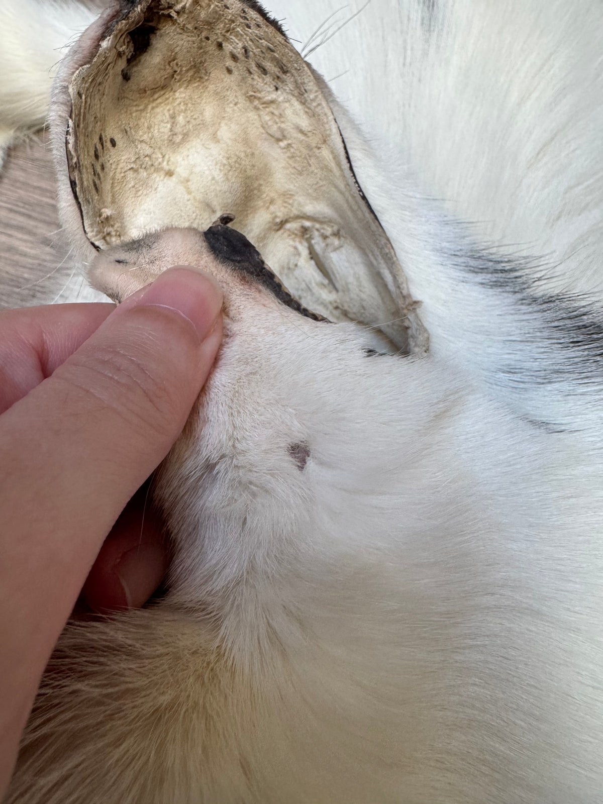 Arctic Marble fox pelt (22)