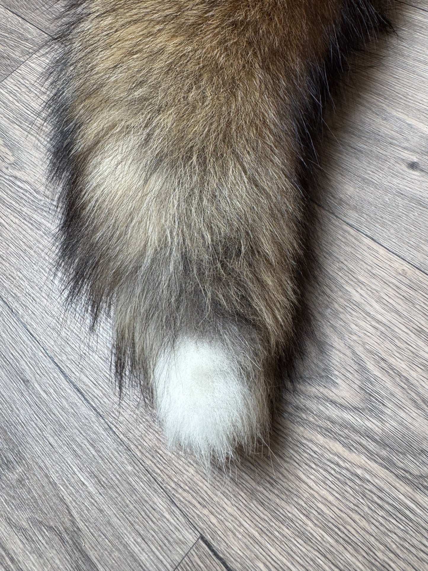 Gold fox pelt (24)