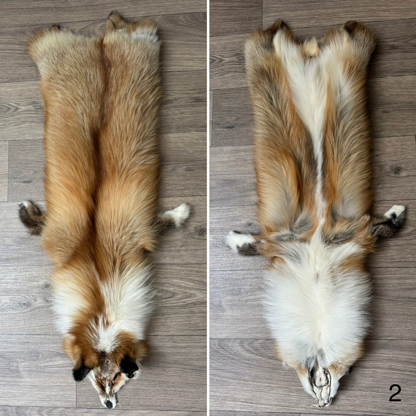 Gold Ringneck fox pelt (2)