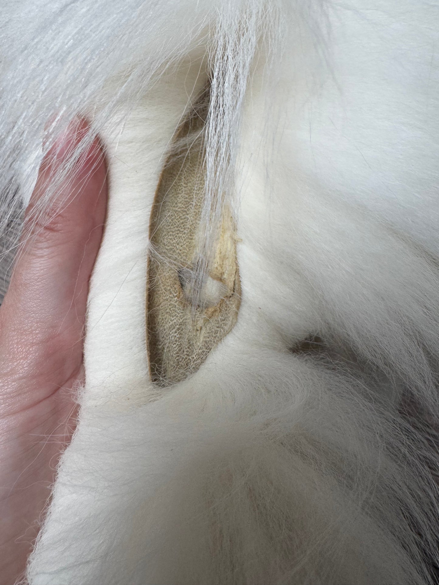 Sun Glow fox pelt (23)