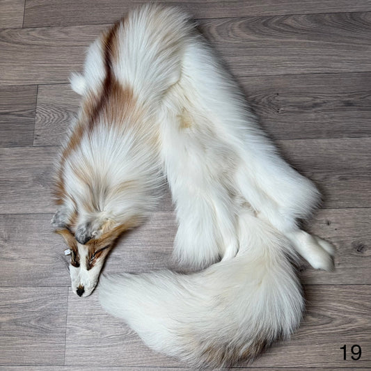 Sun Glow fox pelt (19)
