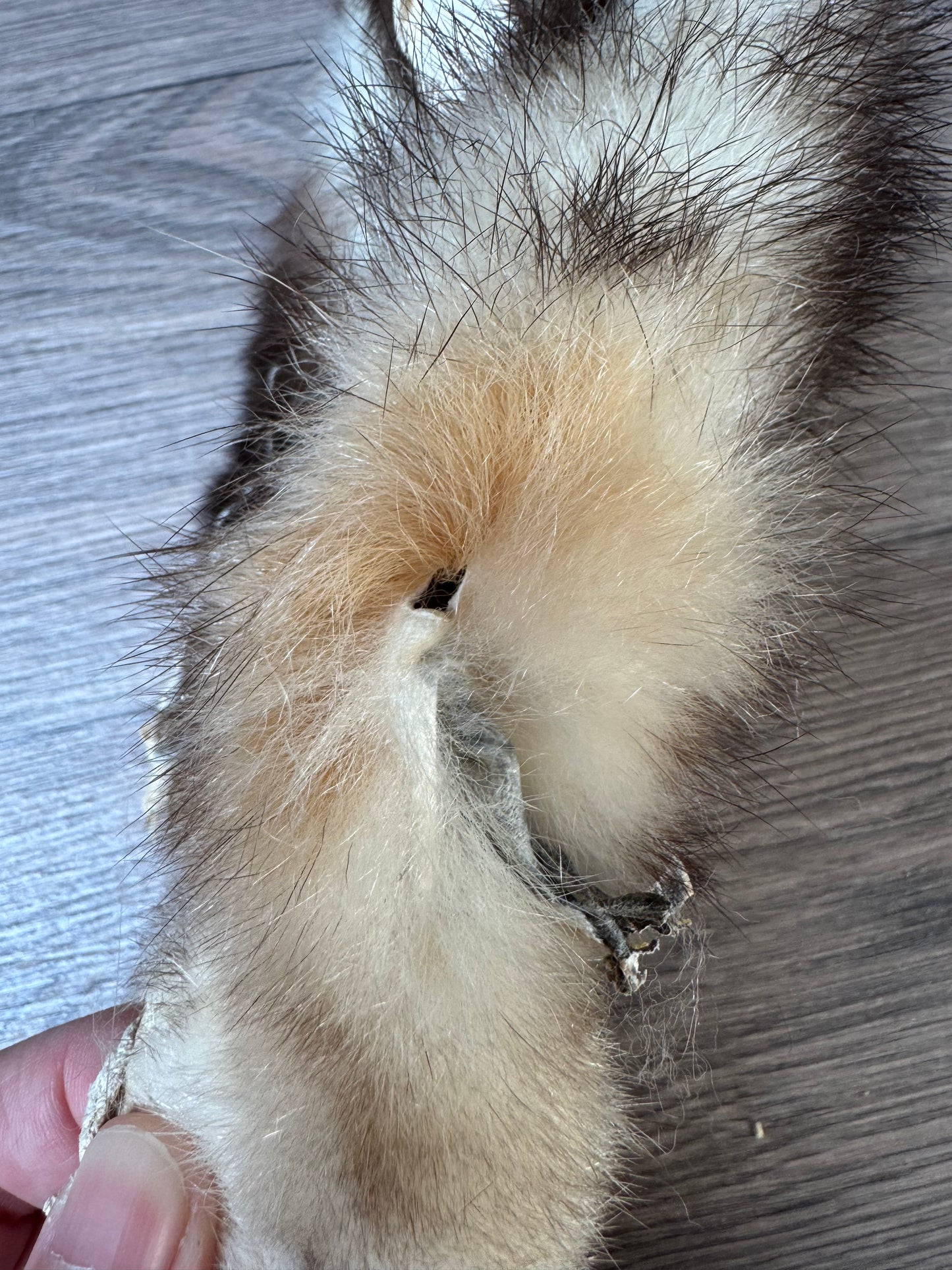 Male opossum mountable pelt (8)