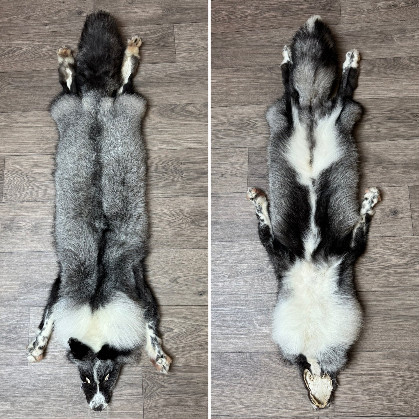 Male Silver Ringneck fox mountable pelt (tag 42)
