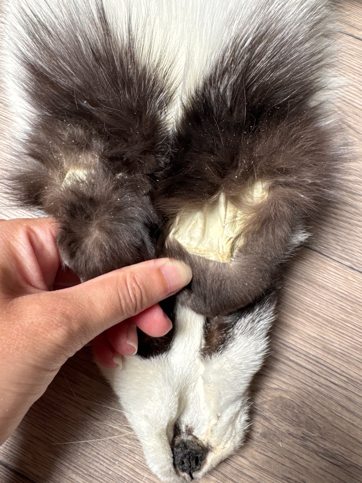 Platinum fox pelt (4)