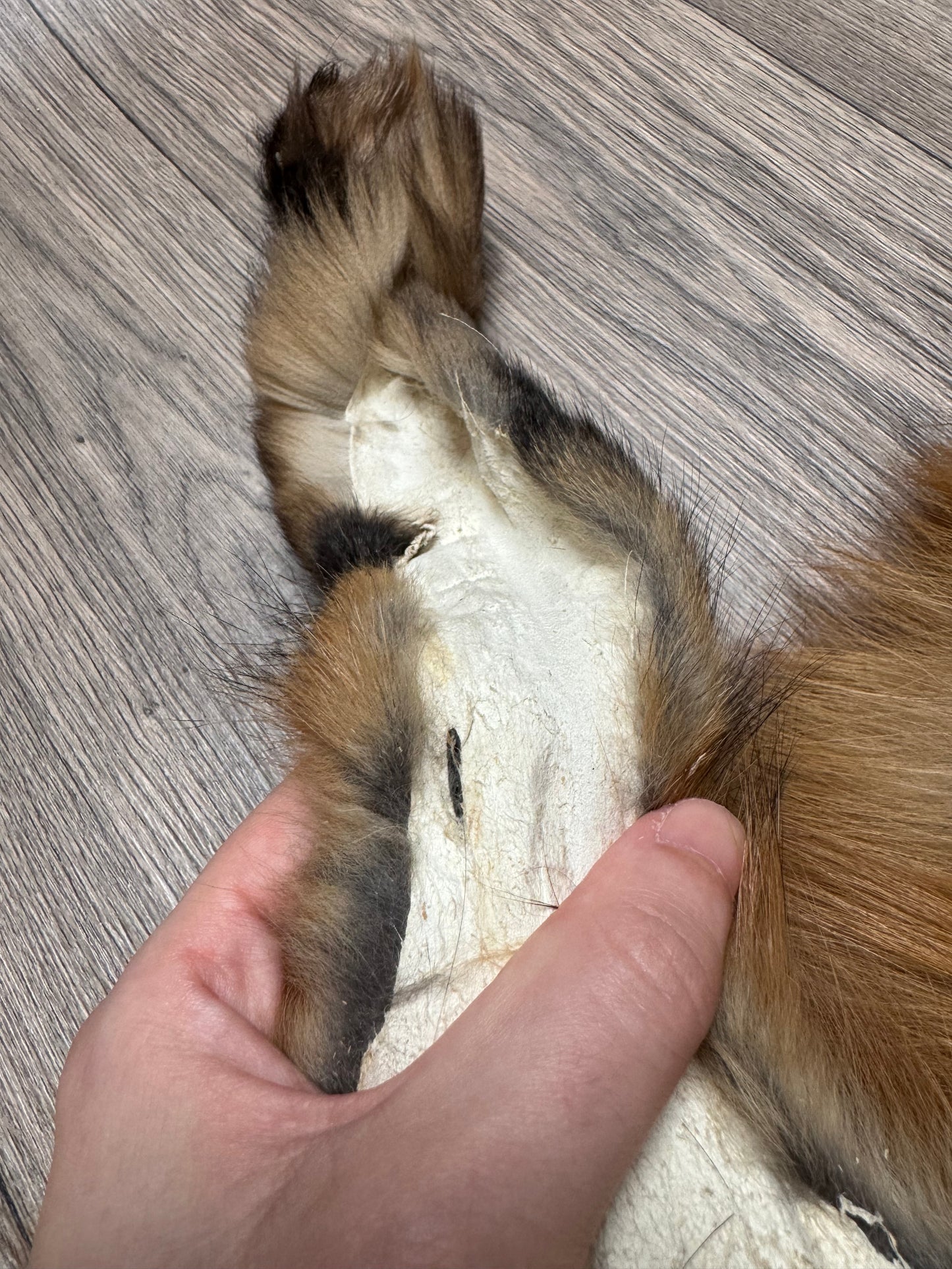 Male Gold fox mountable pelt (tag 70)