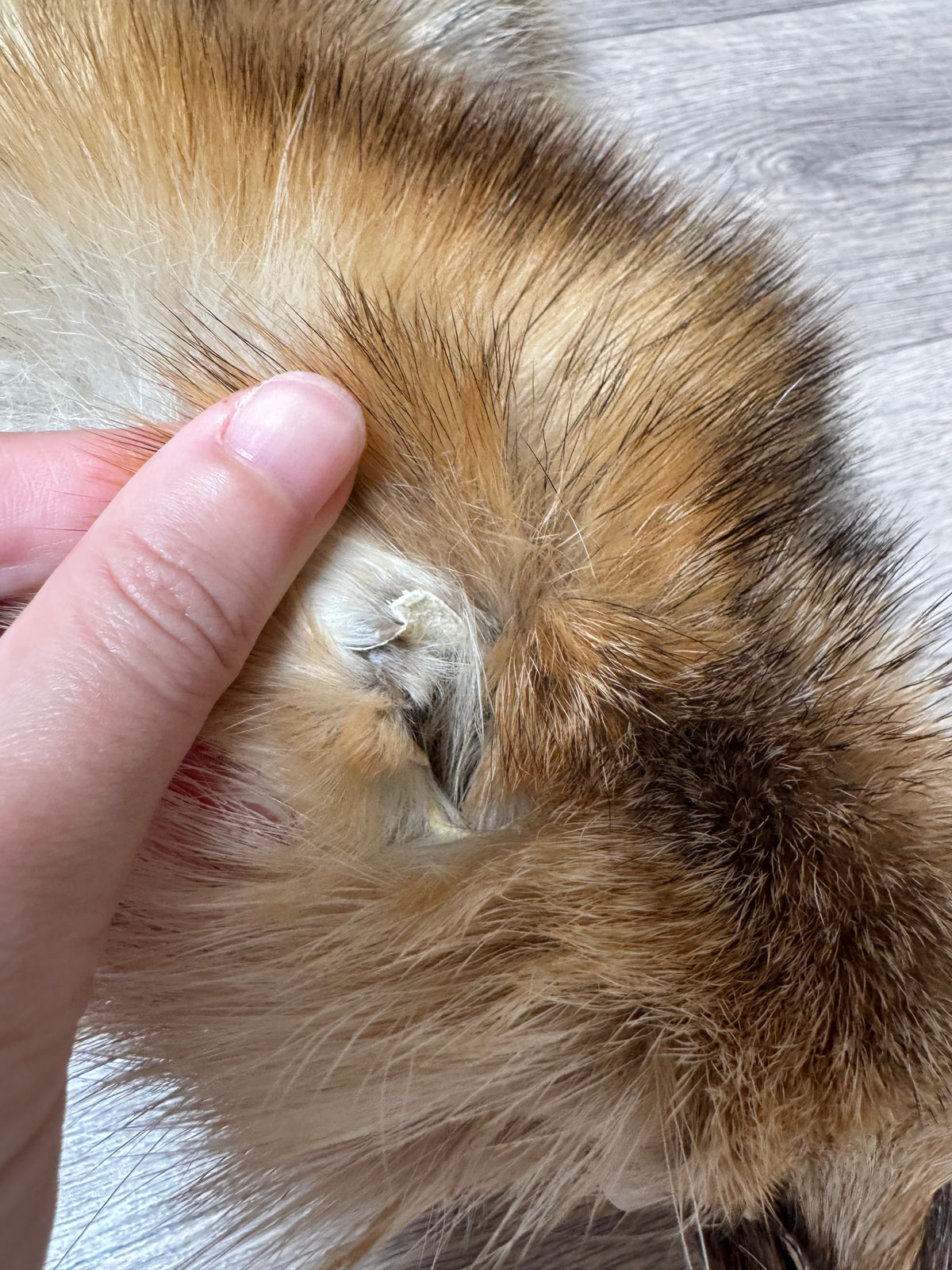 Arctic tanuki pelt (7)