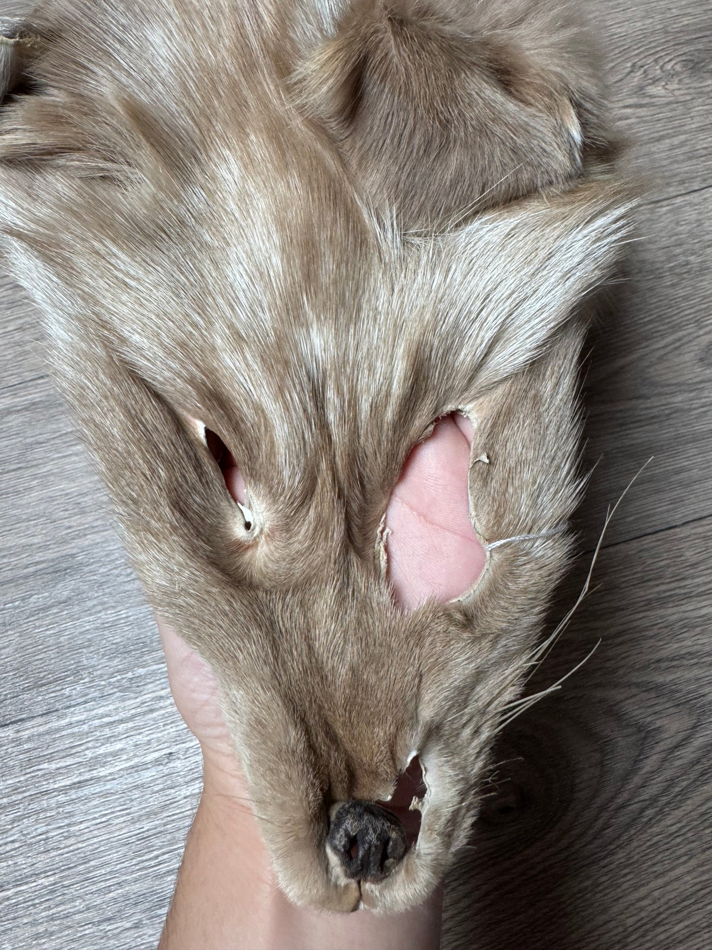 Amber fox pelt (2)