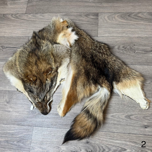 Coyote pelt (2)