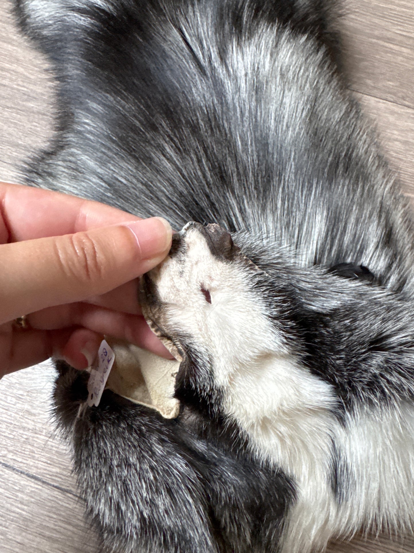 Silver Ringneck fox pelt (28)