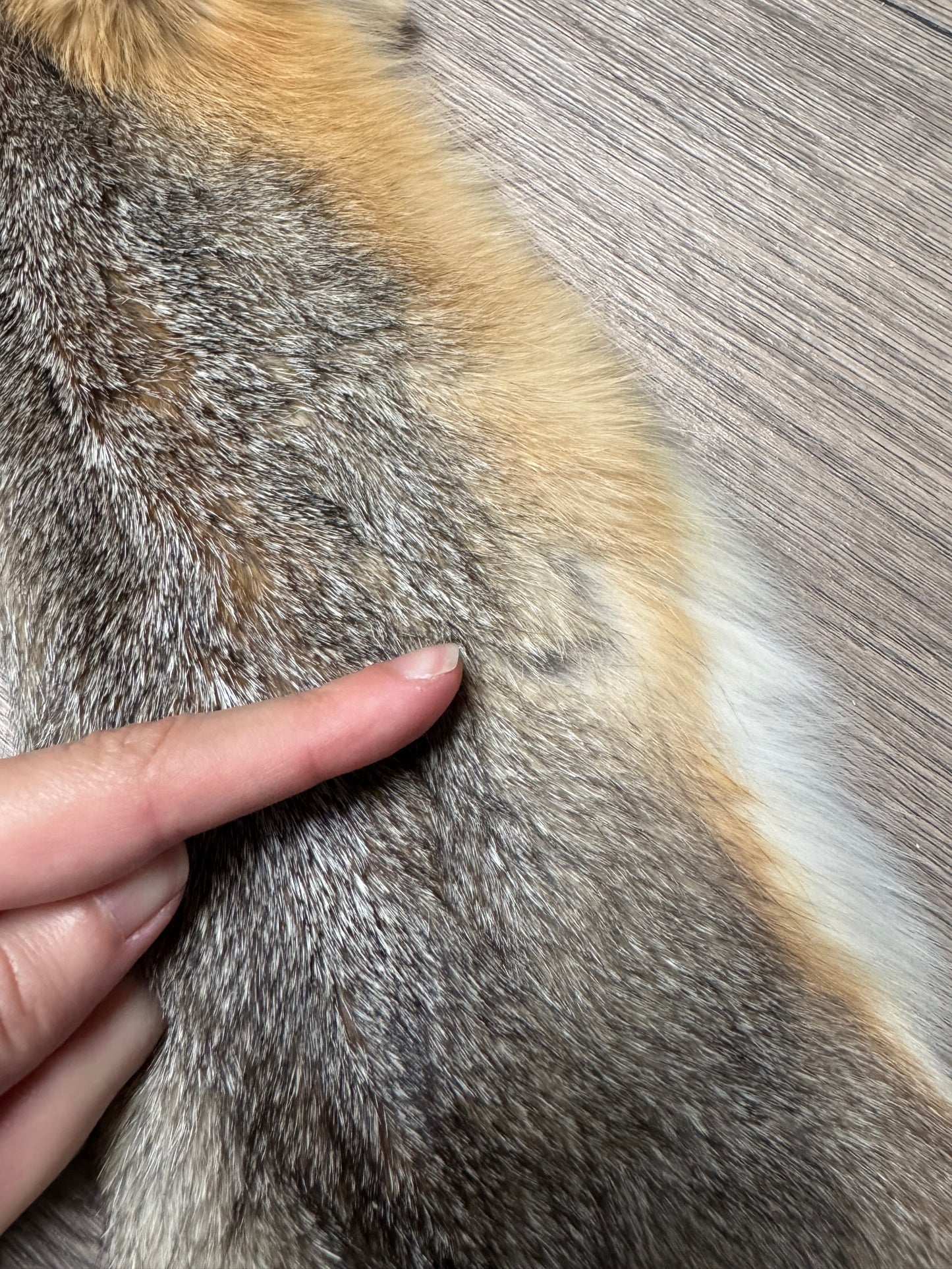 Swift fox pelt (5)