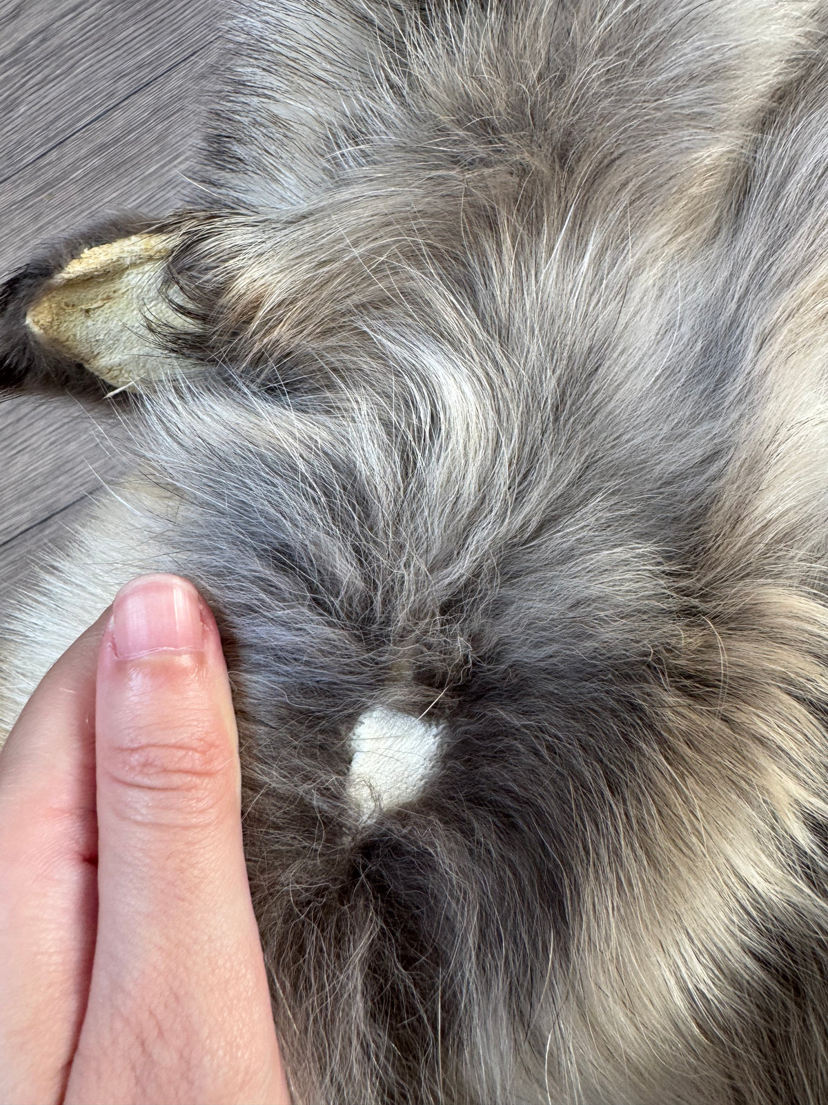 Arctic tanuki pelt (9)