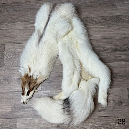 Sun Glow fox pelt (28)