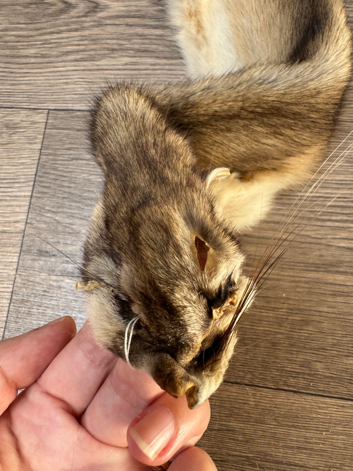 Ringtail pelt (2)