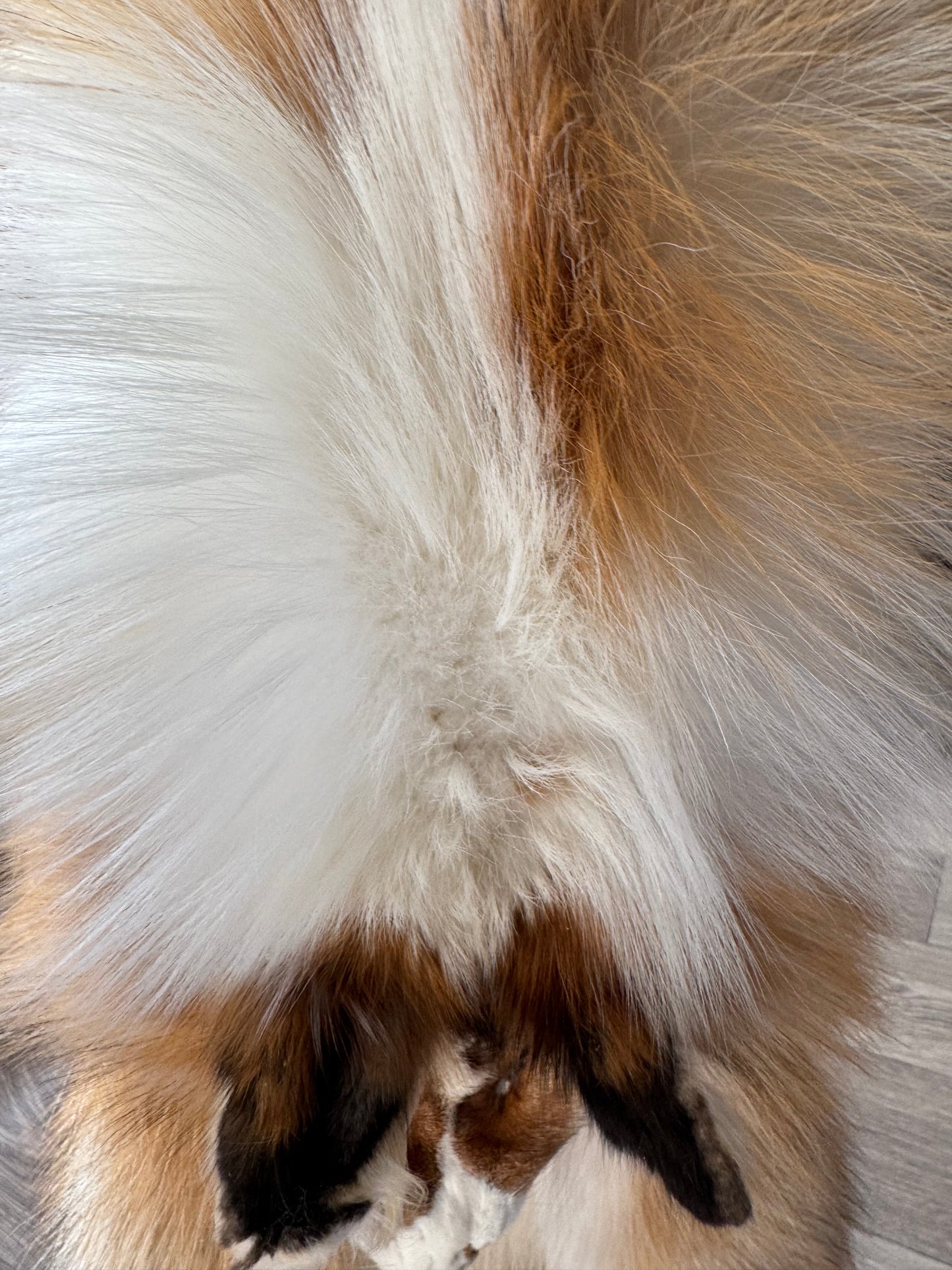 Gold Ringneck fox pelt (3)