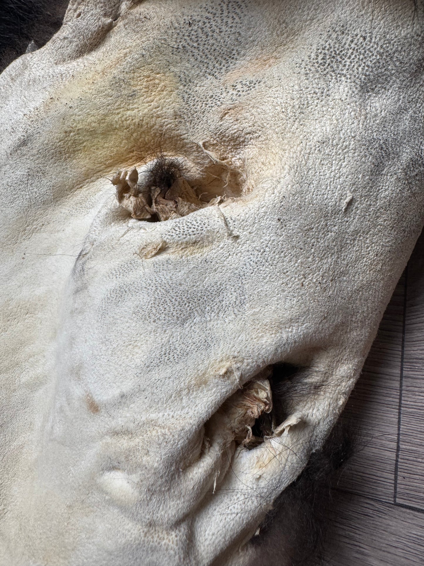 Black bear hide (2)