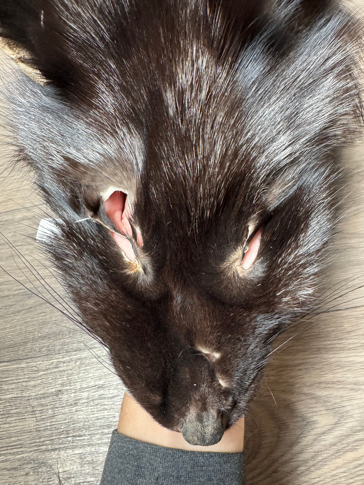 Silver fox pelt (17)