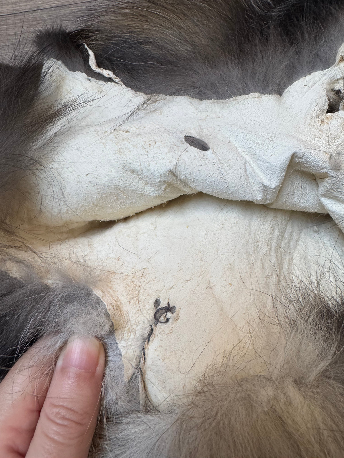 Male Cross fox mountable pelt (tag 111)