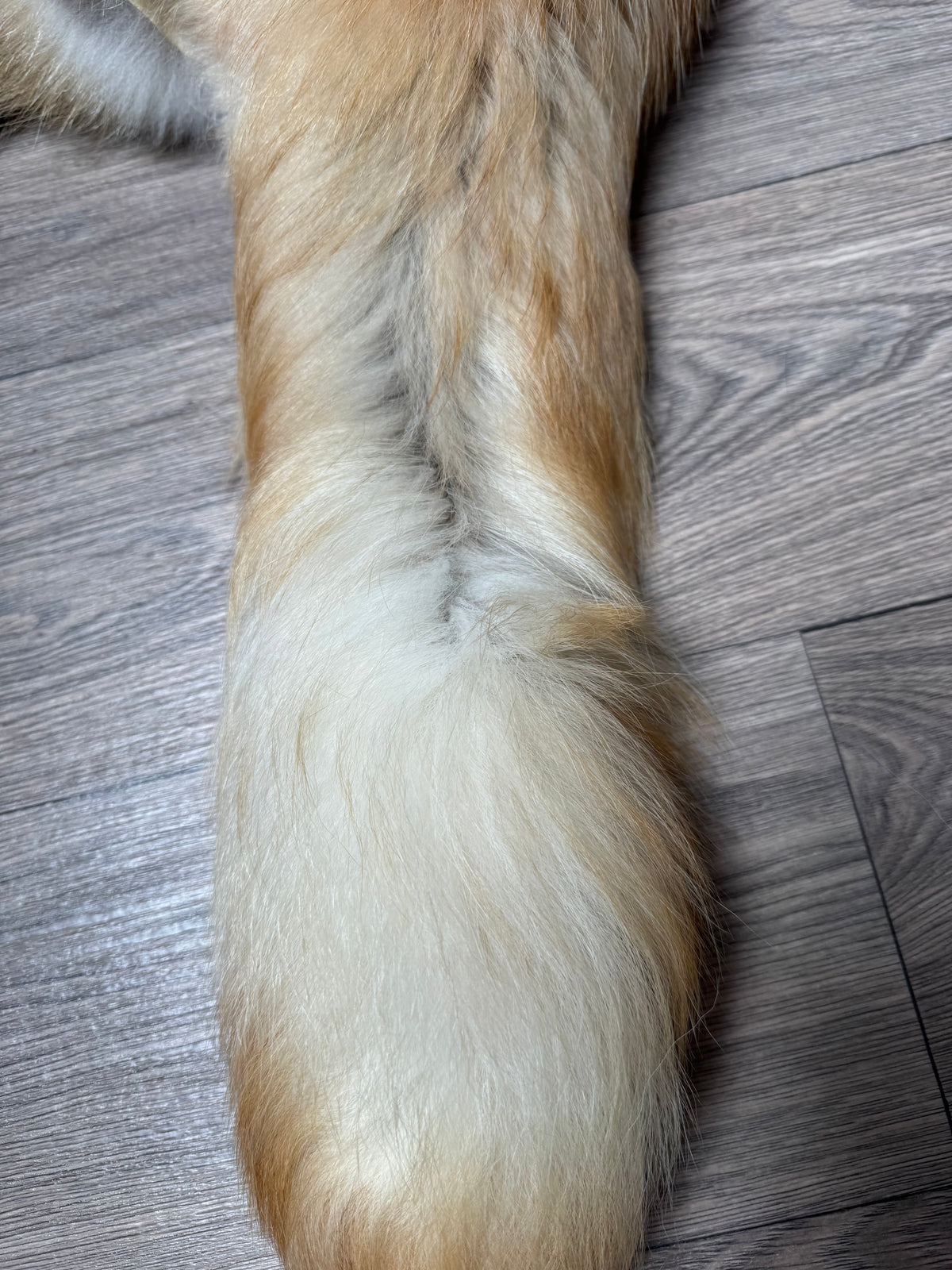 Arctic tanuki pelt (6)