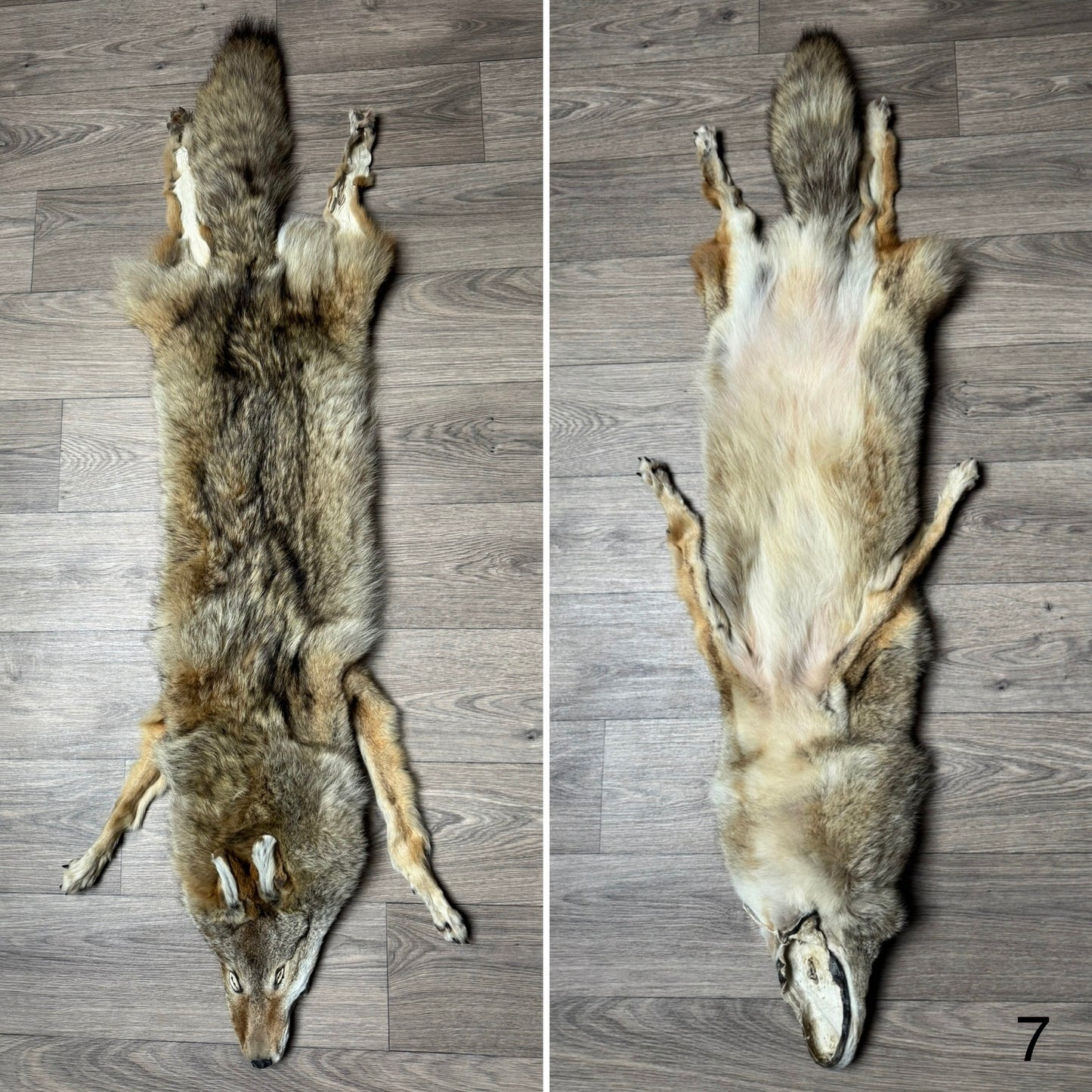 Male coyote mountable pelt (7)