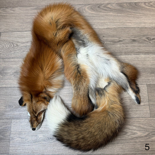 Gold fox pelt (5)