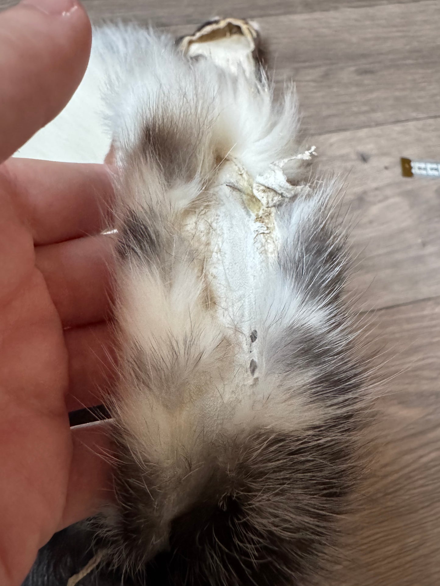 Male Silver Ringneck fox mountable pelt (tag 42)