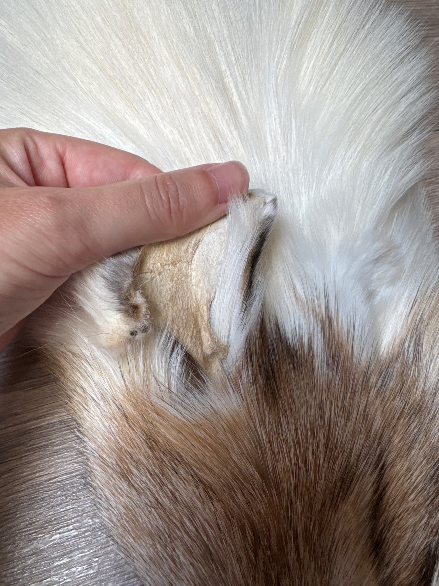Sun Glow fox pelt (28)