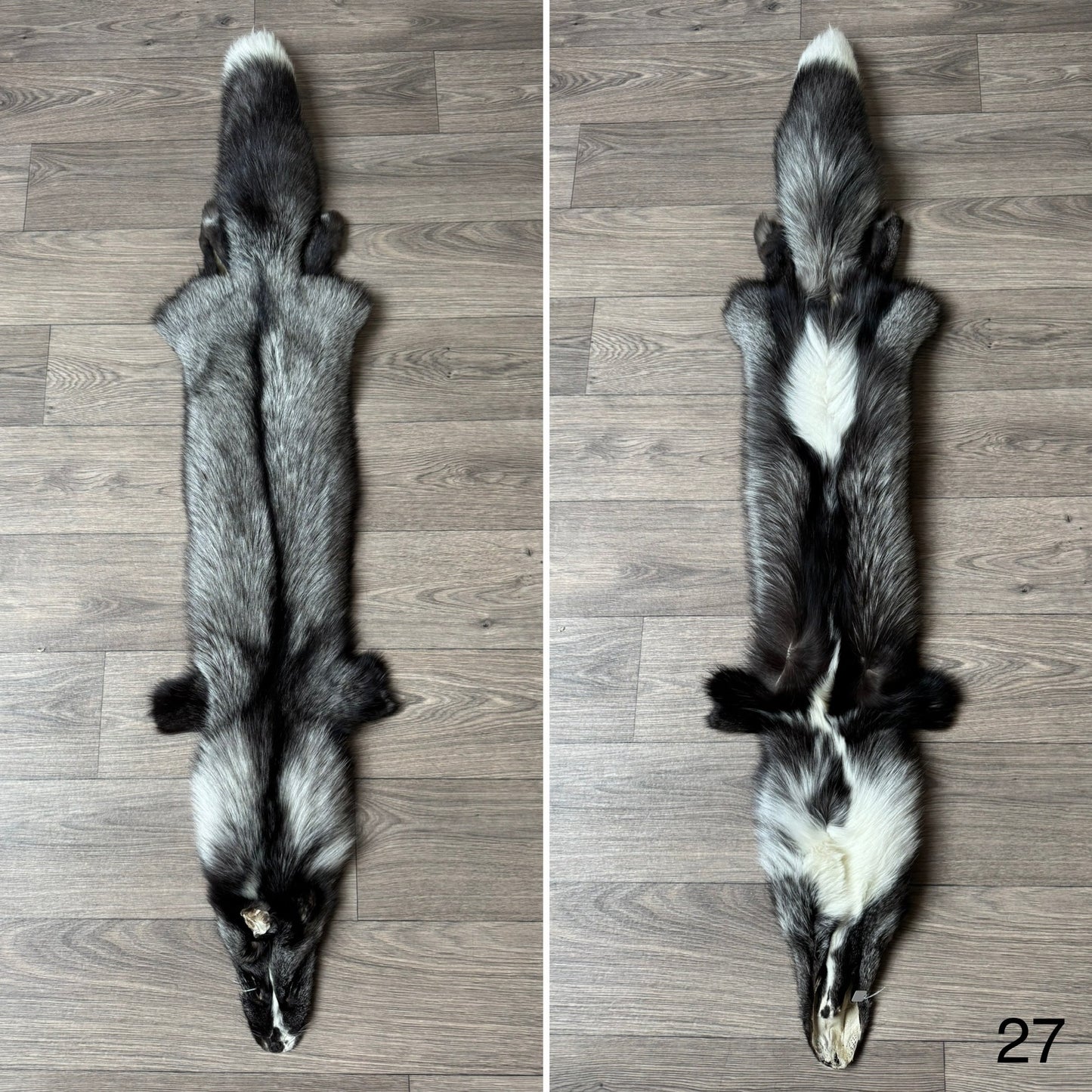 Silver Ringneck fox pelt (27)
