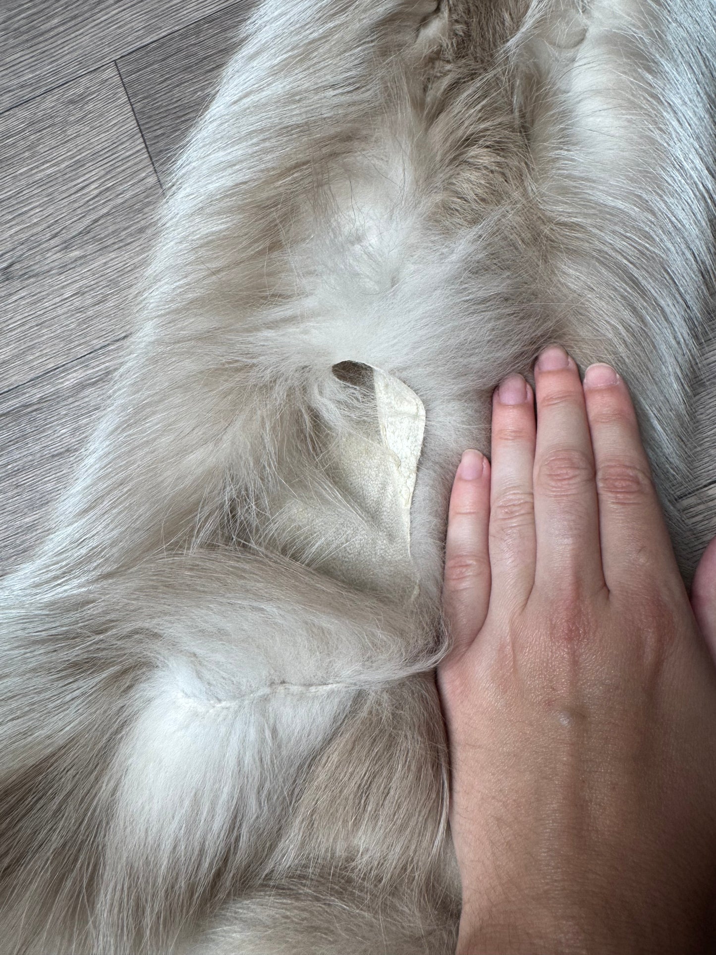 Amber fox pelt (6)