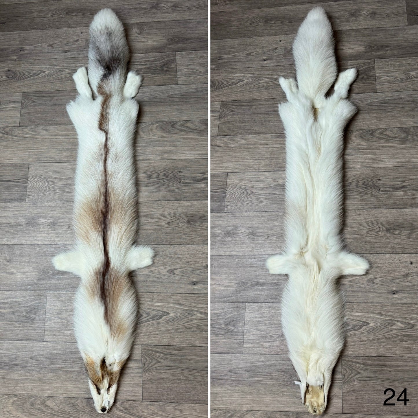 Sun Glow fox pelt (24)