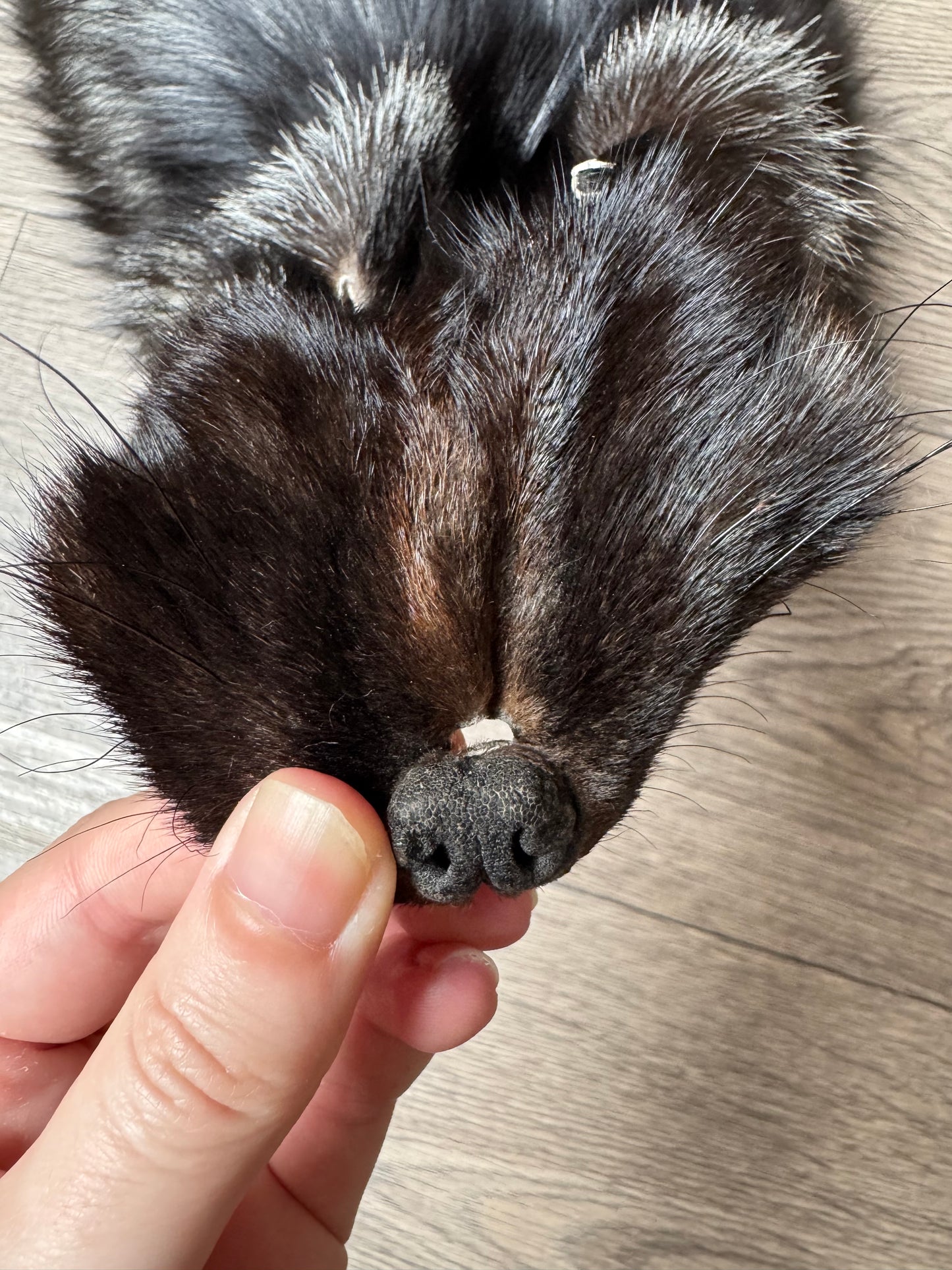 Silver fox pelt (22)
