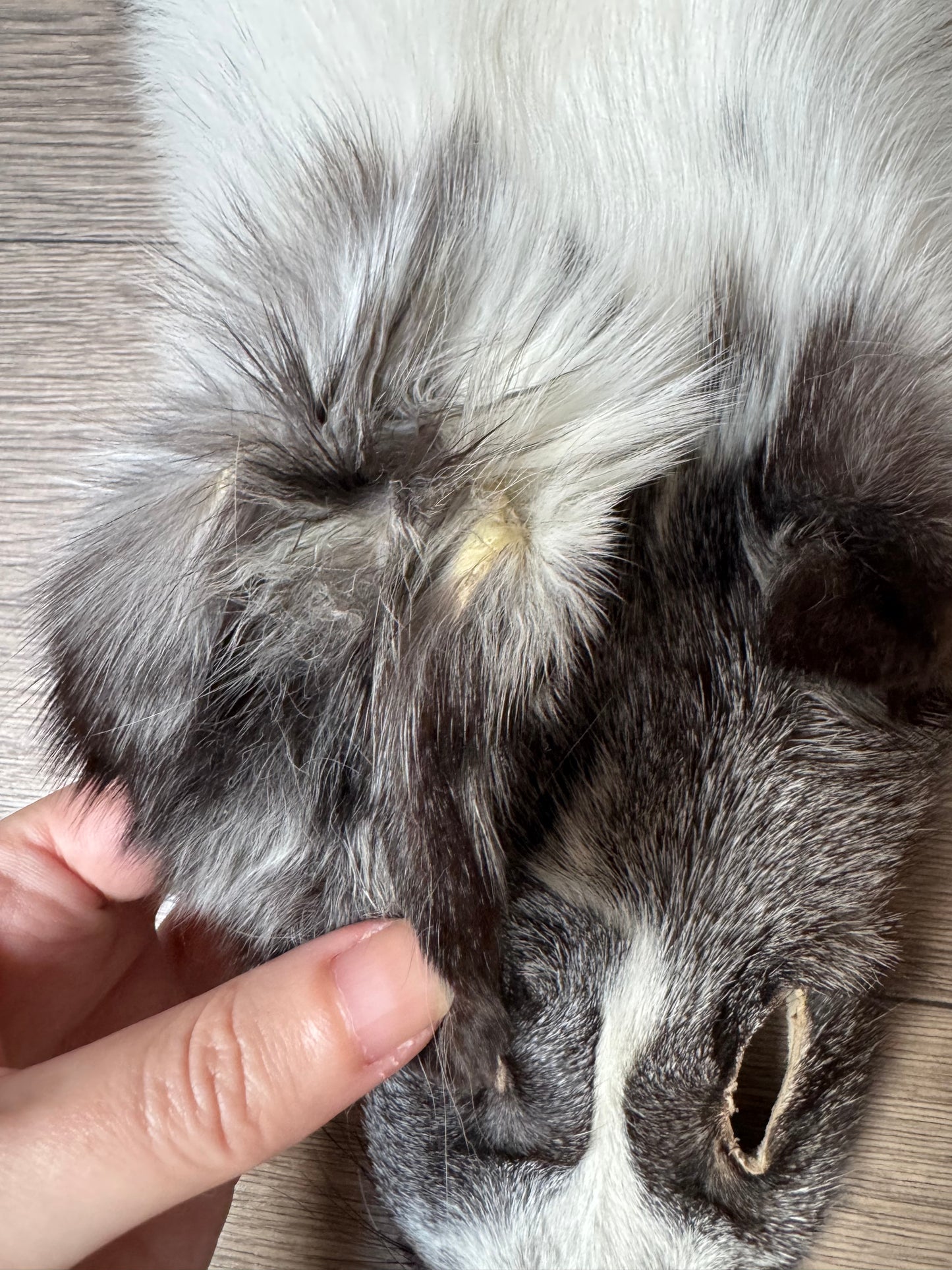 Marble Frost fox pelt (6) (extremely large pelt)