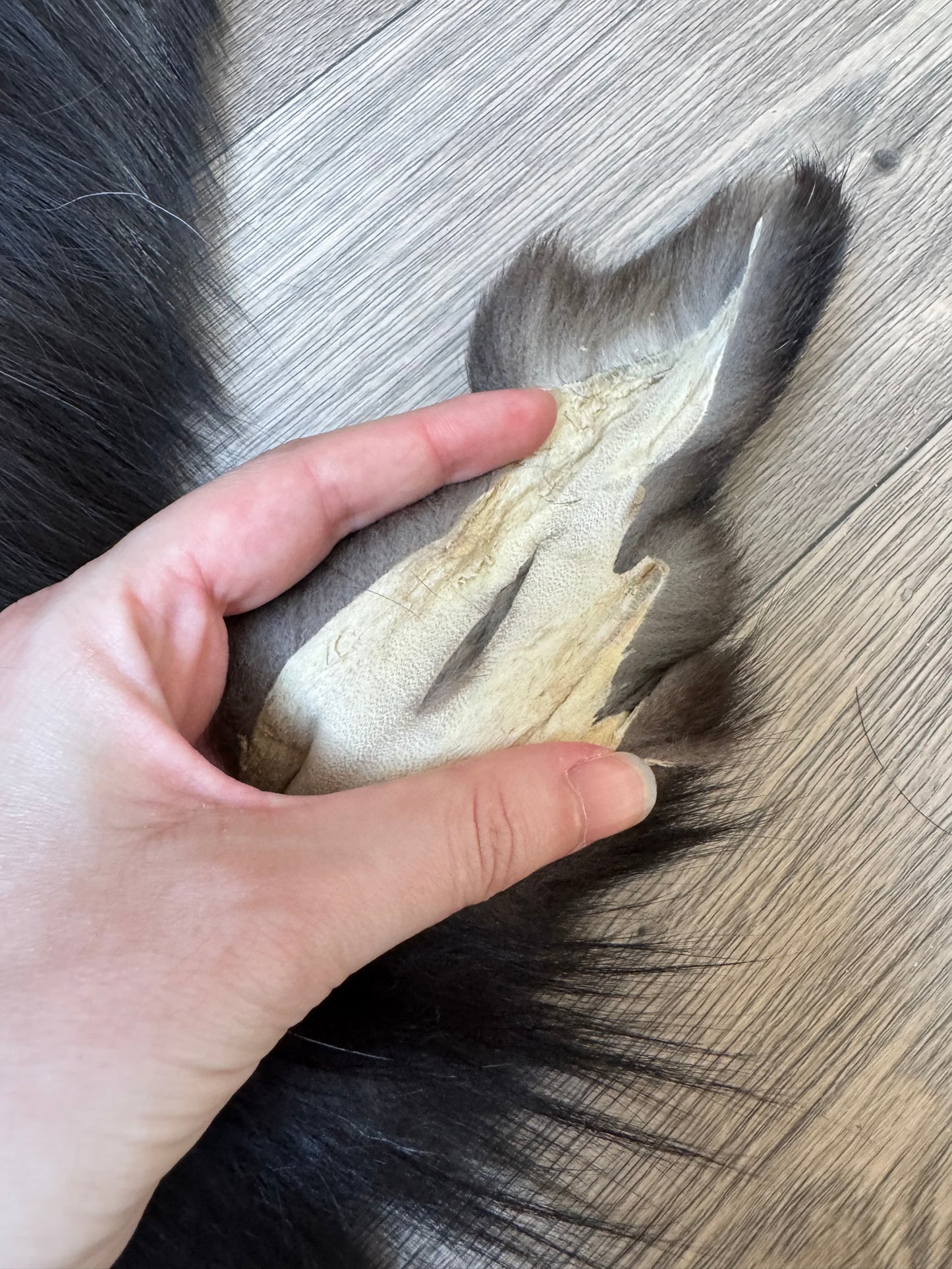 Silver fox pelt (7)