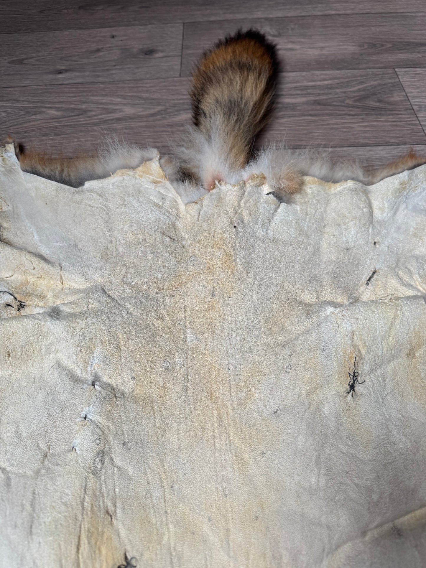 Coyote pelt (10)
