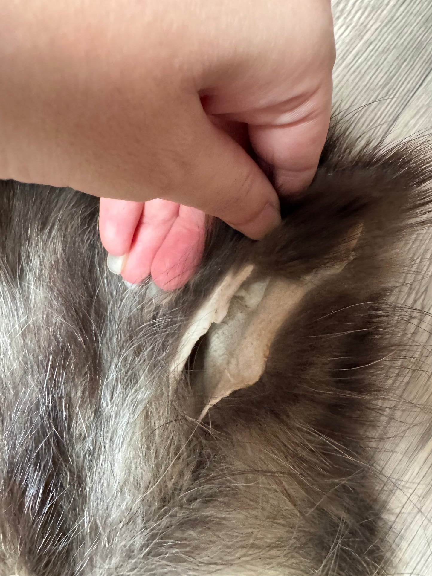 Tanuki pelt (2)