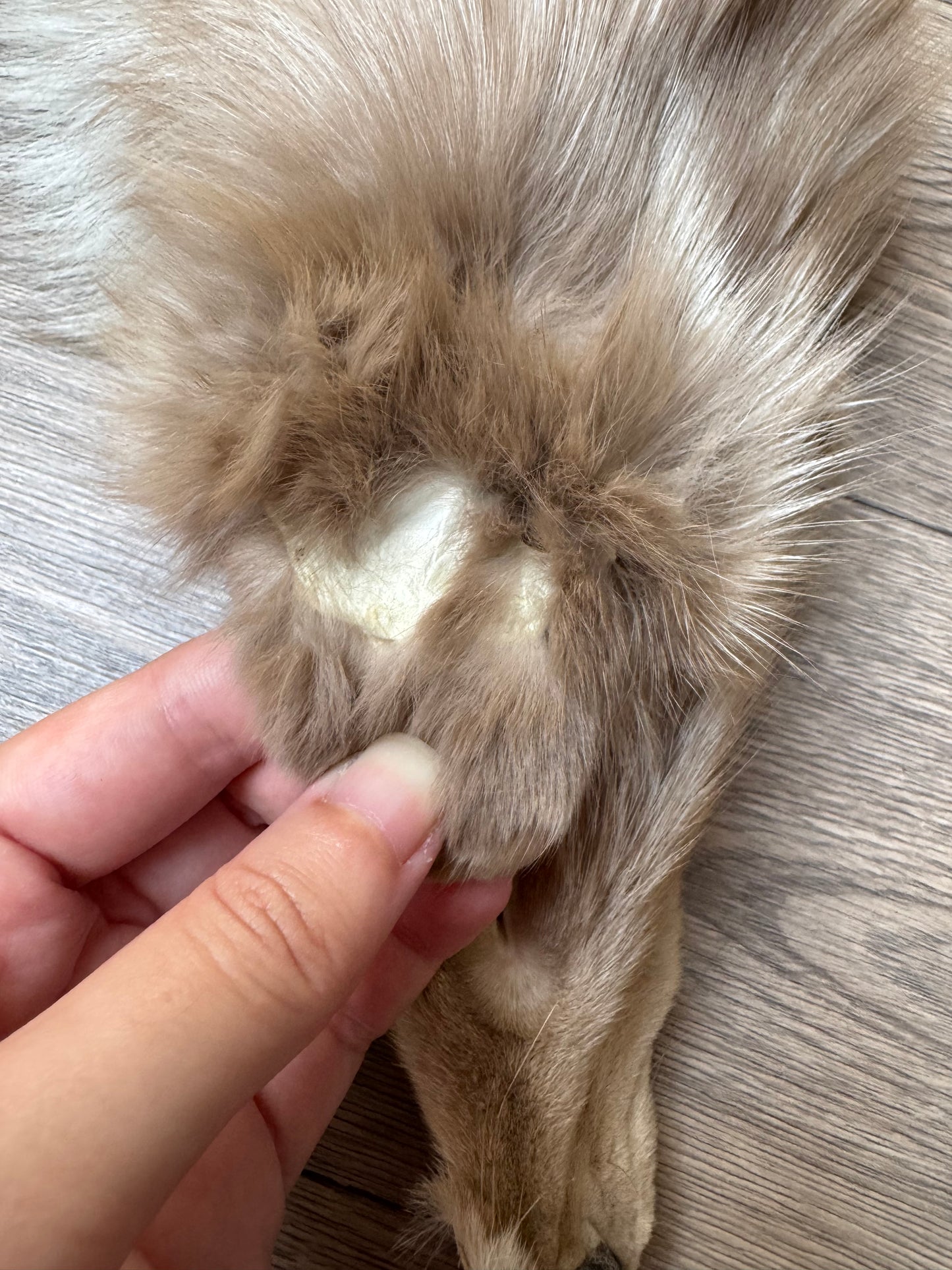 Amber fox pelt (1)